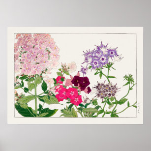 Pink and Purple Phlox Flowers by Tanigami Konan, Poster