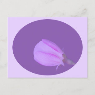 Pink and Purple Spring Blossom Postcard
