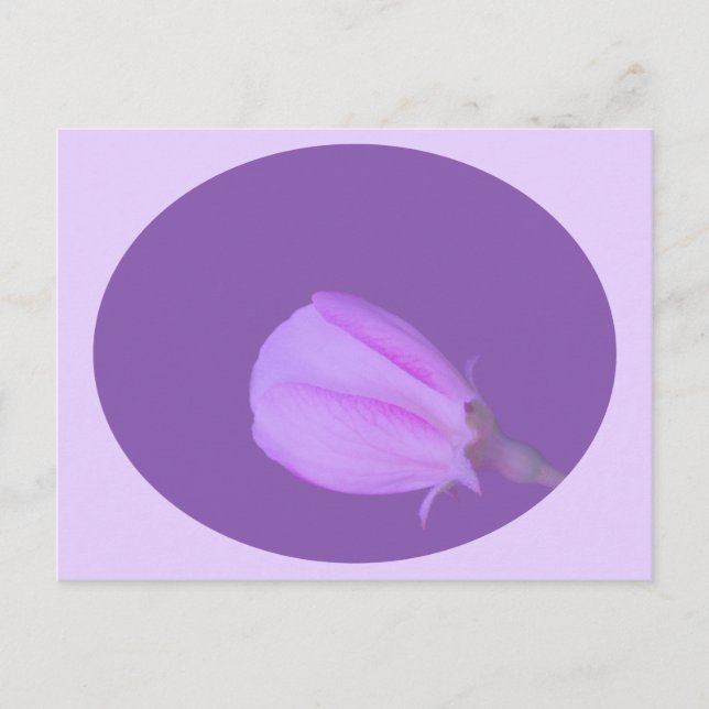 Pink and Purple Spring Blossom  Postcard (Front)