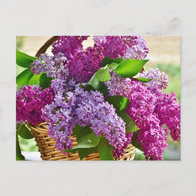 Pink and Purple Spring Lilac Flowers in a Basket Postcard (Front)