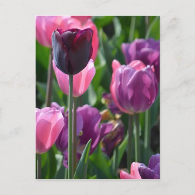 Pink and Purple Tulips Postcard (Front)
