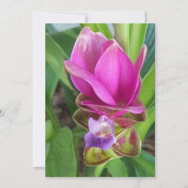 Pink and purple Turmeric Flower photo on an Invitation (Front)