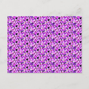 Pink and Purple Violets Postcard