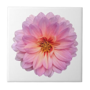 Pink and Purple Zinnia Flower White Tile