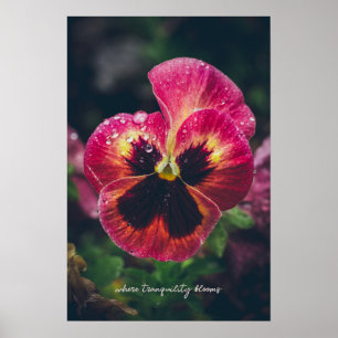 Pink and red pansy flower covered with raindrops poster