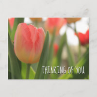 Pink and Red Variegated Tulips in Green