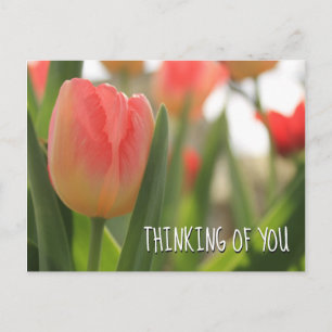 Pink and Red Variegated Tulips in Green Postcard