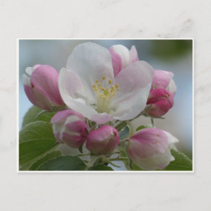 Pink and White Apple Blossom Photo Postcard