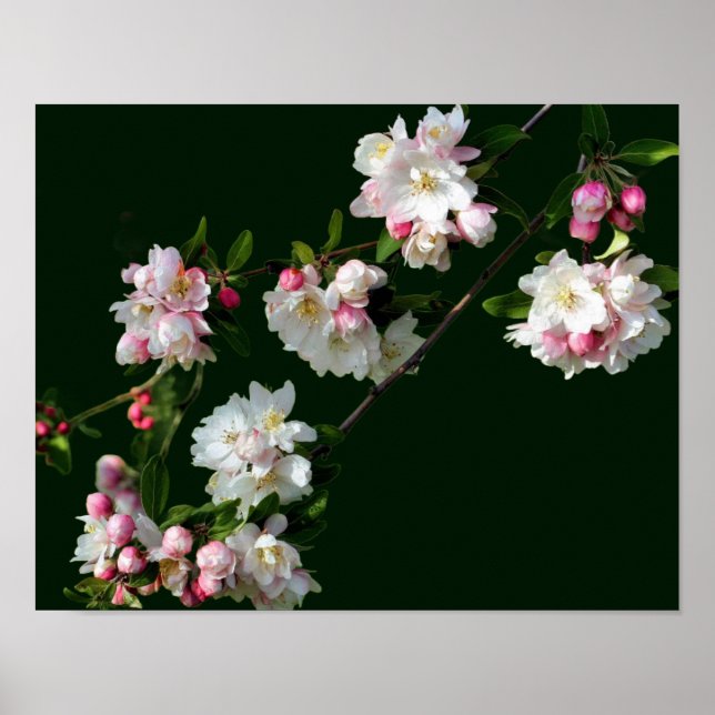 Pink And White Apple Blossoms Poster (Front)
