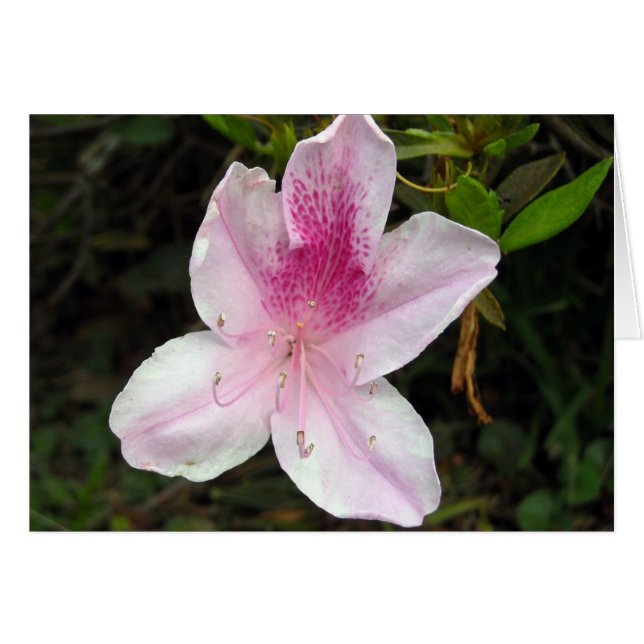 Pink and White Azalea (Front Horizontal)