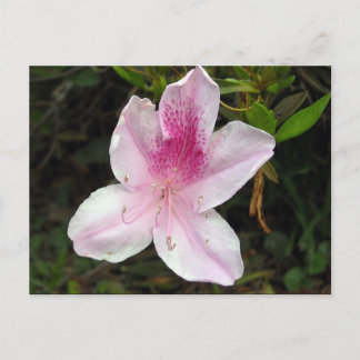 Pink and White Azalea Postcard