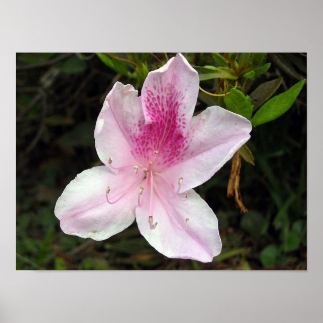 Pink and White Azalea Poster (Front)