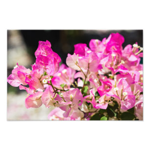 Pink and white bougainvillea photo print