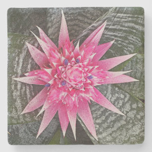 PINK AND WHITE BROMELIAD STAR-SHAPED STONE COASTER