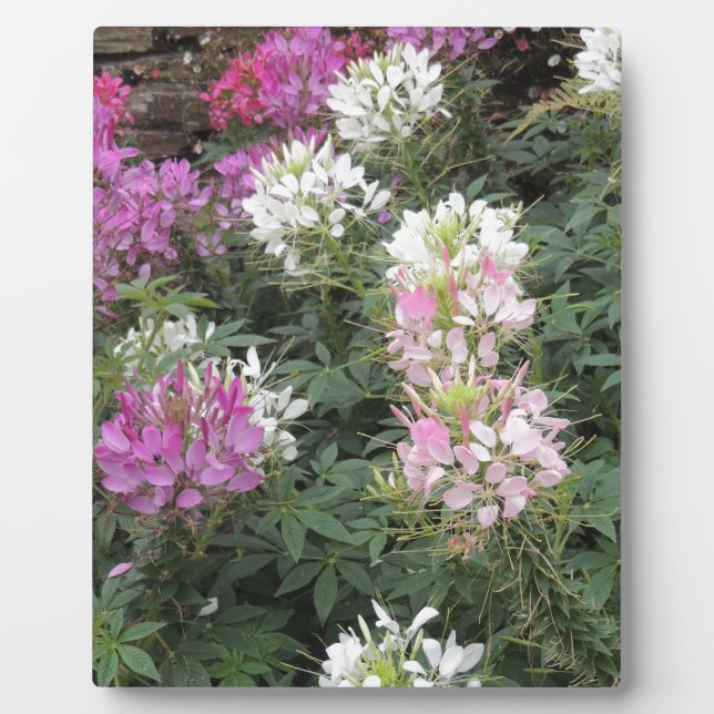 Pink and White Cleome Blooms Plaque (Front)
