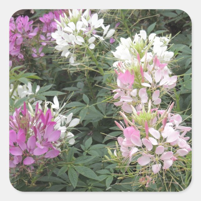 Pink and White Cleome Blooms Square Sticker (Front)
