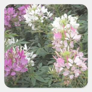 Pink and White Cleome Blooms Square Sticker