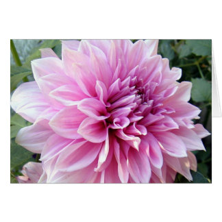 Pink and White Dahlia