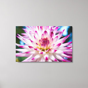 Pink and White Dahlia Canvas Print