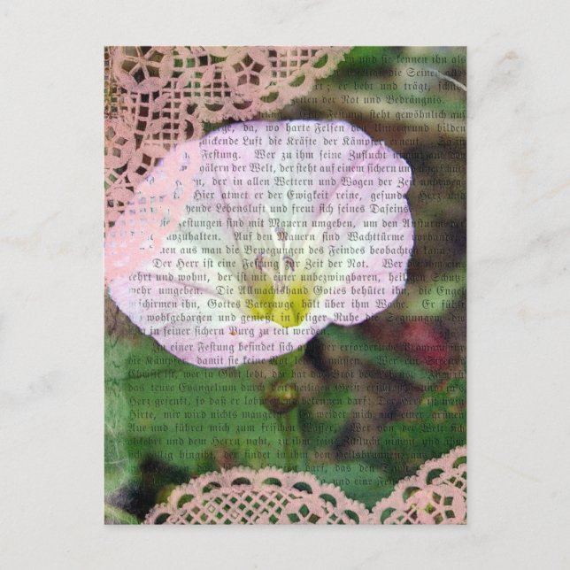 Pink and White Field Bind Weed Postcard (Front)