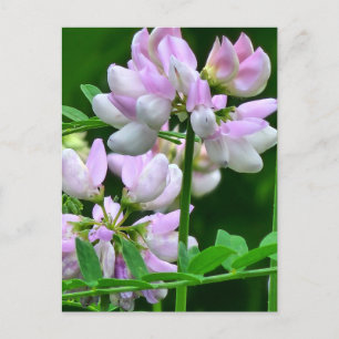Pink and White Flower Buds Postcard