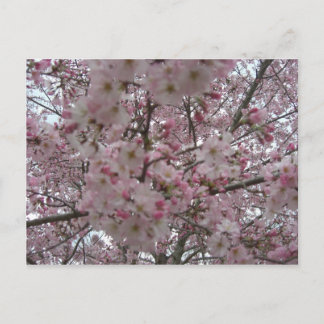 pink and white flower buds postcard