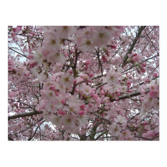 pink and white flower buds postcard