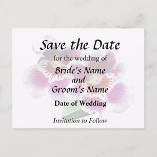 Pink and White Miltoniopsis Orchids Announcement Postcard
