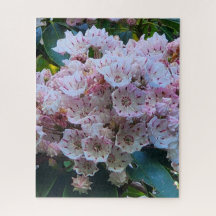 Pink and White Mountain Laurel Flowers