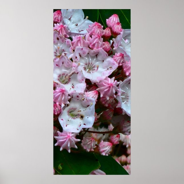 Pink and White Mountain Laurel Poster (Front)