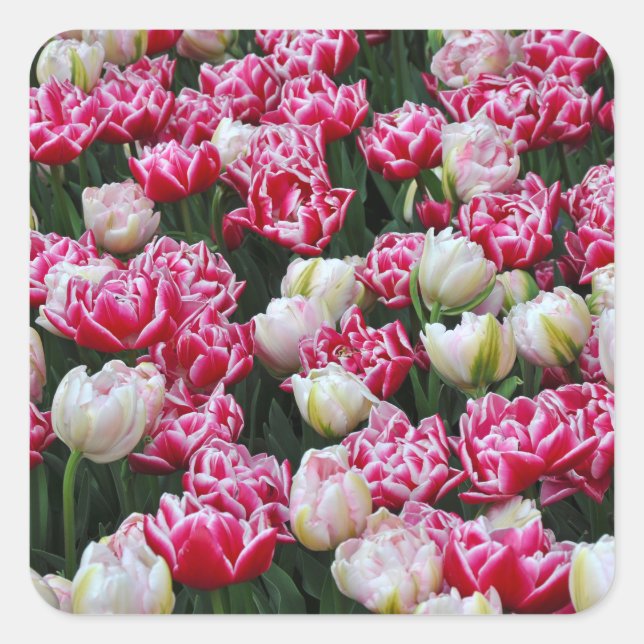 Pink and white parrot tulips  square sticker (Front)