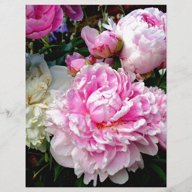 Pink and White Peonies (Front)
