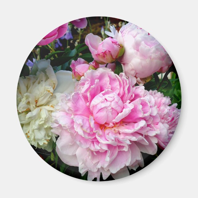 Pink and White Peonies Magnet (Front)