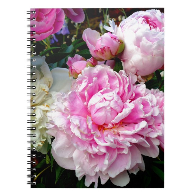Pink and White Peonies Notebook (Front)