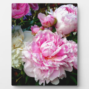 Pink and White Peonies Plaque