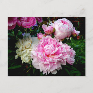Pink and White Peonies Postcard