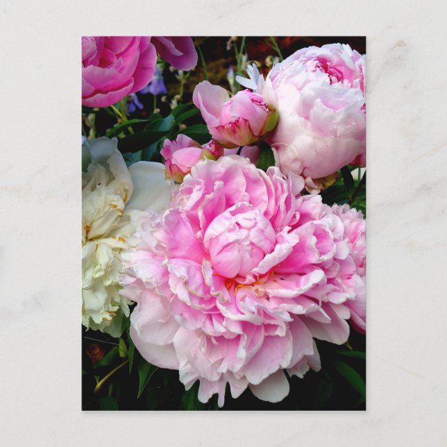 Pink and White Peonies Postcard (Front)