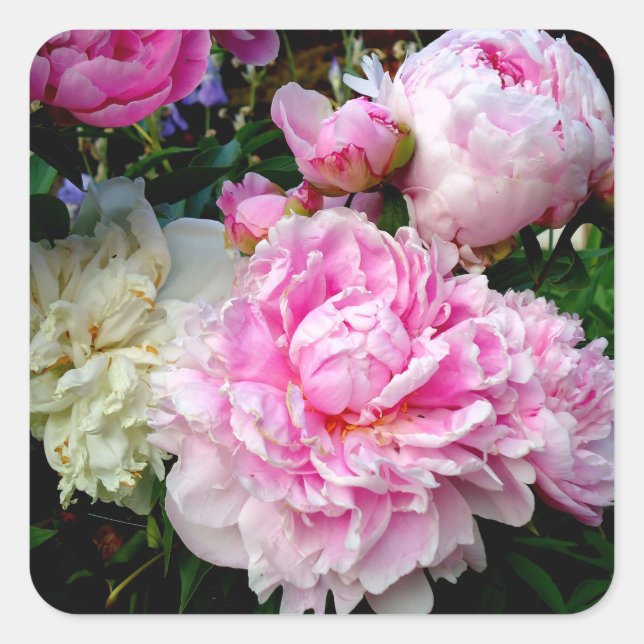 Pink and White Peonies Square Sticker (Front)