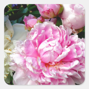 Pink and White Peonies Square Sticker