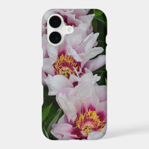 Pink and white peony flowers