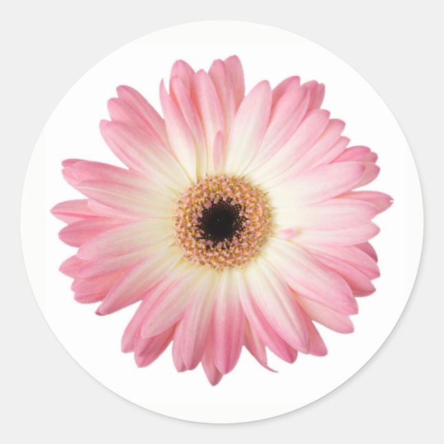 Pink and White Photographic Gerbera Daisy Flower Classic Round Sticker (Front)