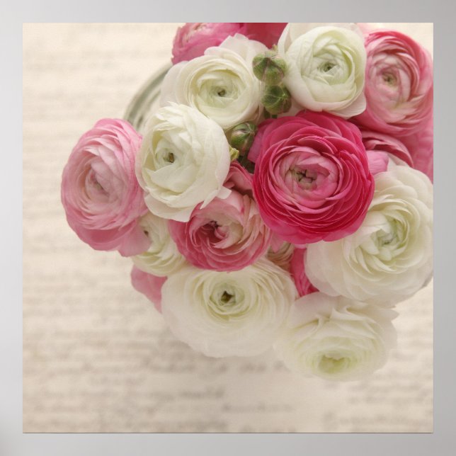 pink and white ranunculus on script poster (Front)