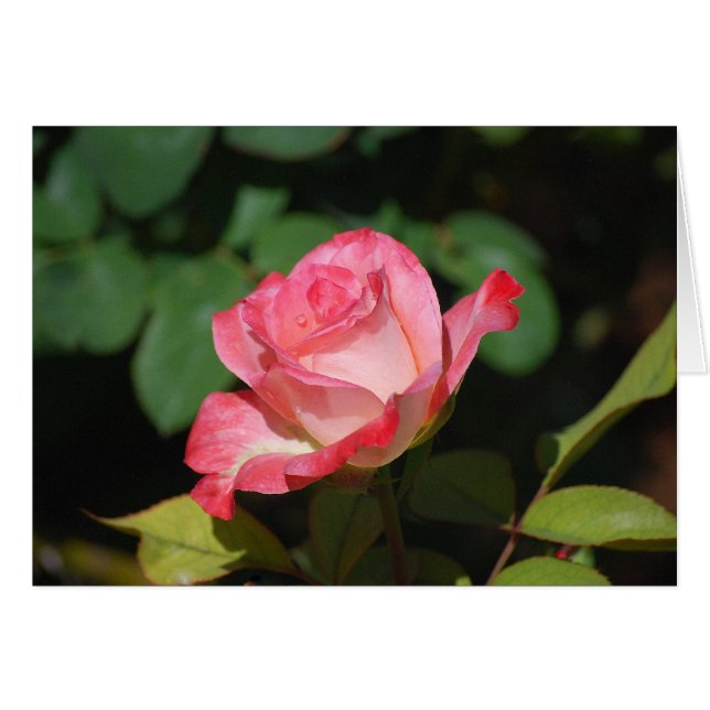 Pink and White Rose (Front Horizontal)