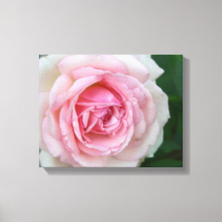 Pink and White Rose Canvas Print