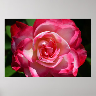 Pink and White Rose Poster