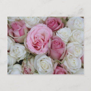 pink and white roses by Therosegarden Postcard