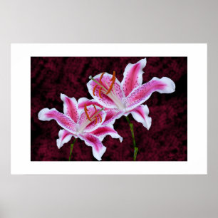 Pink and White Stargazer Lily Close Up Photograph Poster