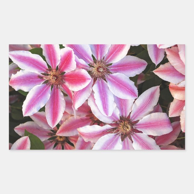 Pink and white striped clematis flowers rectangular sticker (Front)