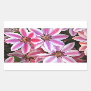 Pink and white striped clematis flowers rectangular sticker