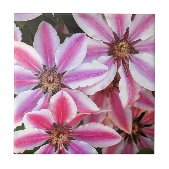 Pink and white striped clematis flowers tile (Front)